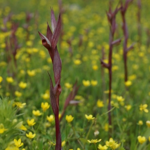 Serapias bergonii